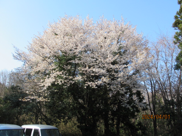 山桜が満開になりました。