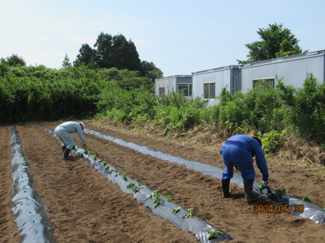 波倉地区復興組合で、いも焼酎づくりのための試験栽培を開始