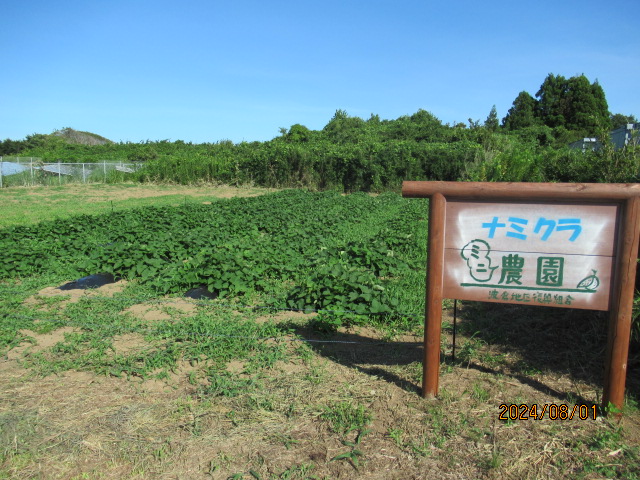 さつまいもの途中経過