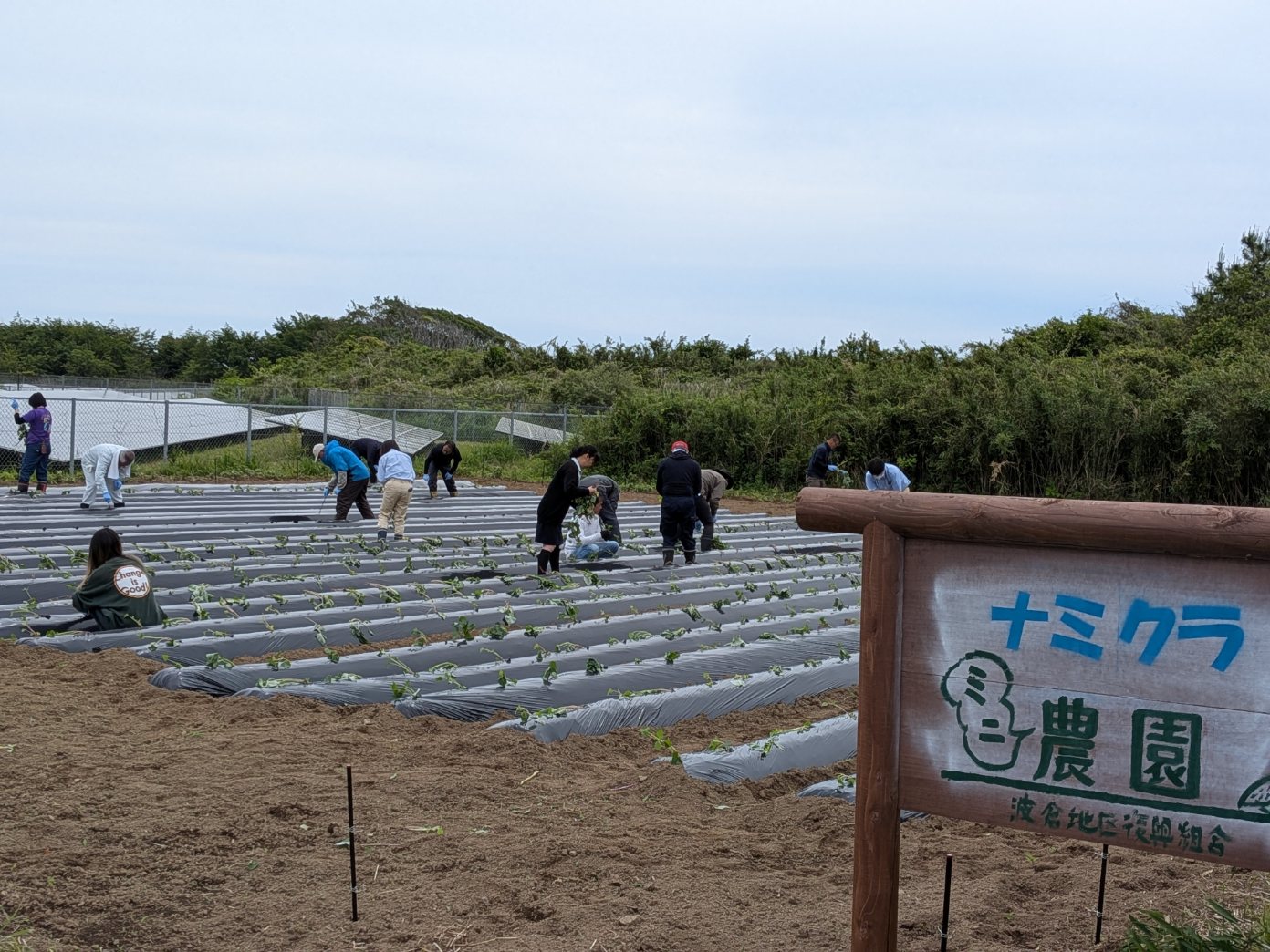 芋焼酎用の苗植えを行いました
